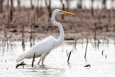 Suların üzerinde uçan Akbalıkçıl (Ardea alba).