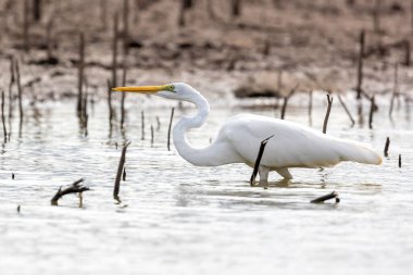 Akbalıkçıl (ardea alba) suyun üzerinde durur.