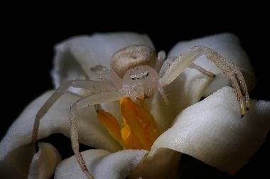 Beyaz örümcek fotoğrafı. Korkunç.