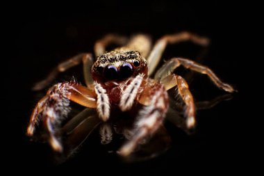 Büyük gözleri olan bir örümceğin makro fotoğrafı.
