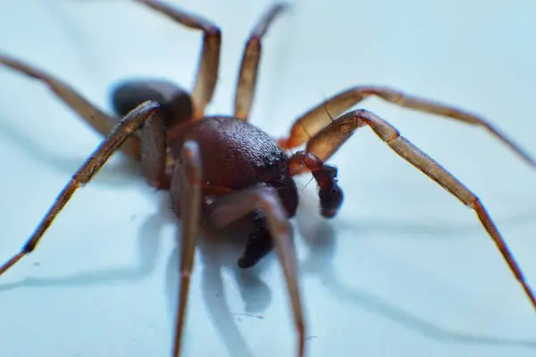 stock image The small Indonesian spider is hairy and has lots of eyes shot on white background