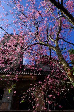 Muhteşem Da Lat kiraz çiçekleri Sakura ağacından pembeleşir, Mai Anh Dao 'nun büyük gövdesi mavi gökyüzünün altından eski bir binanın arka planında, ilkbaharda vahşi çiçekler mevsimsel güzellikler yaratır.