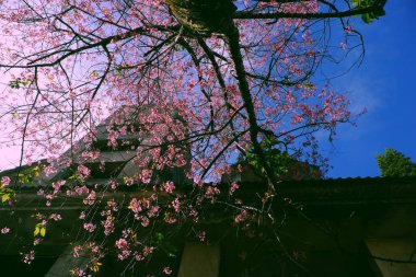 Muhteşem Da Lat kiraz çiçekleri Sakura ağacından pembeleşir, Mai Anh Dao 'nun büyük gövdesi mavi gökyüzünün altından eski bir binanın arka planında, ilkbaharda vahşi çiçekler mevsimsel güzellikler yaratır.