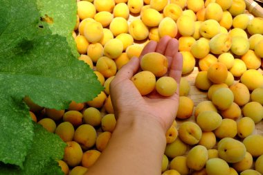 Sepet dolusu taze sarı kayısı, Vietnam 'da tropikal bir meyve zengin vitamin, doğa ilacı ve sağlık için iyi.