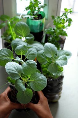 Evde sebze yetiştirmek için plastik şişeyi yeniden kullanın, konteynırda fidanlar yetişir çöpten sazlığa, yeşil ekoloji için diy