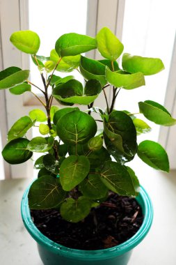 Polyscias fruticosa L Harms,Polyscias fruticosa or Araliaceae plant, amazing tree with bowl leaf for food container that safe and environmental friendly  clipart