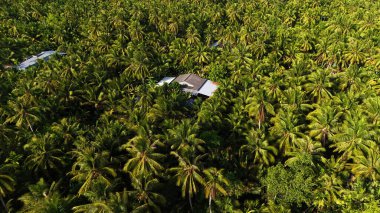 Amazing aerial view of Mekong Delta village, vast coconut, nipa tree field, roof of lonely house in green of palm tree, solitary scene of eco countryside, Ben Tre, Vietnam clipart
