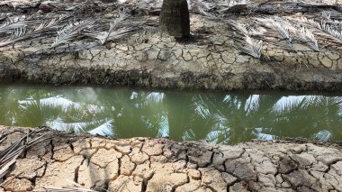 Ben Tre, Mekong Delta, Vietnam 'daki Hindistan cevizi ağacı tarlası sıcak mevsimde kuraklık, kurumuş toprak ama su kaynağı olarak hendek sistemi, palmiye ağaçları için sulama suyu.