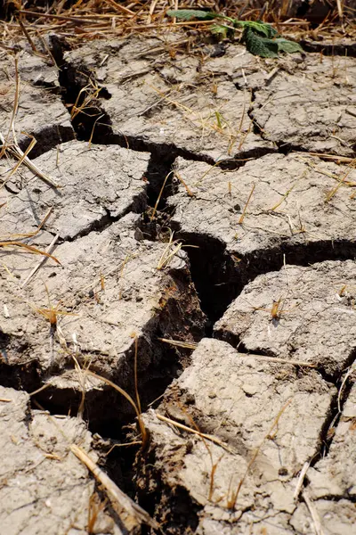 stock image Close up dried up, mud cracks by drought, climate change by global warming, surface of rice field arid in dry hot season at Mekong Delta, Viet Nam