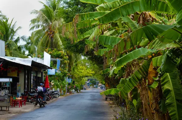 Ben Tre, Mekong Delta, Vietnam 'daki kırsal alan, yeşil muz ağacı ve hindistan cevizi ağacı yağmurlu yaz günlerinde köyde ekolojik seyahat için sakin bir manzara oluşturuyor.