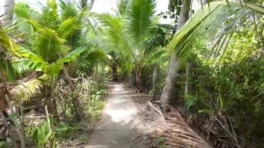Acı ve stresi iyileştirmek için eko-turizm, doğaya gel, hindistan cevizi bahçesinden tek başına, yeşille doğal bir macera, Mekong deltası, Vietnam 'daki ormanların arasında yolu olan güzel köyün tadını çıkar.