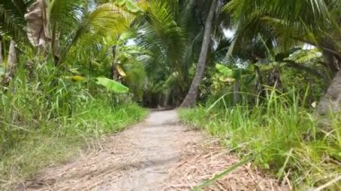 Acı ve stresi iyileştirmek için eko-turizm, doğaya gel, hindistan cevizi bahçesinden tek başına, yeşille doğal bir macera, Mekong deltası, Vietnam 'daki ormanların arasında yolu olan güzel köyün tadını çıkar.