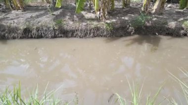 Hindistan cevizi tarlasında sulama sistemi, su kaynağı ve sıcak mevsimde tarım için ayrılmış, Mekong Delta 'da hendek örtüsü bahçesi, Vietnam