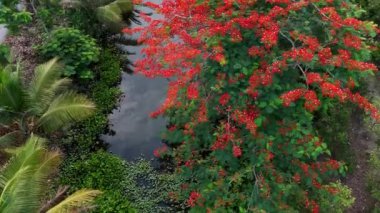 Ben Tre, Mekong Delta, Viet Nam 'da ekolojik seyahat için harika bir manzara, çiçek açan anka kuşu ya da kırmızı parıldayan çiçek, su sümbülü, yeşildeki hindistan cevizi ağacı güzel bir kırsal alan oluşturuyor.