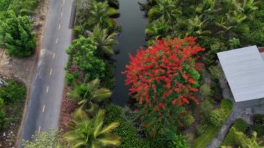 Ben Tre, Mekong Delta, Viet Nam 'da ekolojik seyahat için harika bir manzara, çiçek açan anka kuşu ya da kırmızı parıldayan çiçek, su sümbülü, yeşildeki hindistan cevizi ağacı güzel bir kırsal alan oluşturuyor.