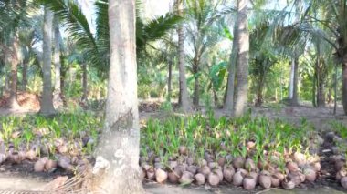 Ben Tre, Mekong Delta, Vietnam 'daki fidanlıklarda filizlenen palmiye fidanlığı için hindistan cevizi fidanlığı, tomurcuklar yeşil kabuklarda yetişir, bahçedeki bitkilerin genç yaşamı