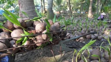 Ben Tre, Mekong Delta, Vietnam 'daki fidanlıklarda filizlenen palmiye fidanlığı için hindistan cevizi fidanlığı, tomurcuklar yeşil kabuklarda yetişir, bahçedeki bitkilerin genç yaşamı