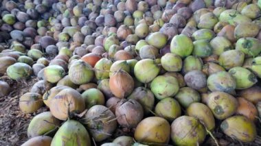 Ben Tre 'nin genel ekonomisi hindistan cevizi ağacı, tarımsal ürün, hindistan cevizi tohumu ve meyve stoku.