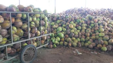 Ben Tre 'nin genel ekonomisi hindistan cevizi ağacı, tarımsal ürün, hindistan cevizi tohumu ve meyve stoku.