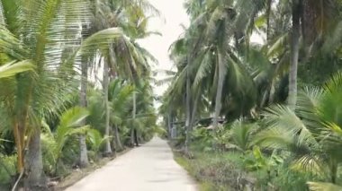 Rahatlamak için taşra yolunda tek başına dolaşmak stres yaratıyor, Mekong Deltası kırsalının güzel manzarası hindistan cevizi ağaçlarıyla kaplı yol kenarında bulutlu gökyüzünün altında, ekolojik manzara çok sakin.