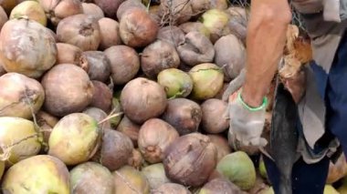 Ben Tre 'nin genel ekonomisi hindistan cevizi ağacıdır. Büyük bir alanı vardır. Adam işçi çalışır, hindistan cevizi kabuğu soyar.