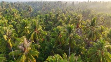 Mekong Deltası 'ndaki gizemli hareketler, palmiye ormanlı hindistan cevizi arazisi, gündoğumu ağaçların tepesindeki sislerin arasından güneş ışığı gökyüzü manzarası, Ben Tre köyü, Vietnam