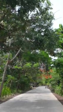 Vietnam, Mekong Deltası 'ndaki kırsal yolun güzel manzarası yol kenarında büyük bir ağaç kafesi, yaz geldiğinde Phoenix' ten gelen kırmızı çiçek.