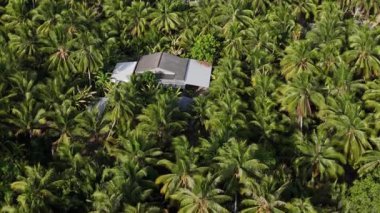 Mekong Deltası 'nın muhteşem hava manzarası, muazzam hindistan cevizi, nipa ağacı tarlası, palmiye ağacının yeşili içinde yapayalnız bir evin çatısı, eko kırsalının ıssız manzarası, Ben Tre, Vietnam