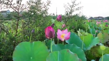 Güzel pembe nilüfer çiçekleri su birikintilerinde çiçek açıyor, Hue köyündeki doğal bahçe sakin zen sahnesi, yeşil halka yaprağı ve tomurcuğu, bahçede çiçek yapıyor.