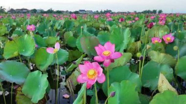 Güzel pembe nilüfer çiçekleri su birikintilerinde çiçek açıyor, Hue köyündeki doğal bahçe sakin zen sahnesi, yeşil halka yaprağı ve tomurcuğu, bahçede çiçek yapıyor.