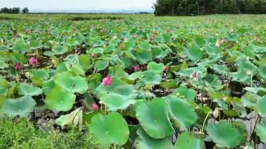 Renkli kırsal bölgelerde mevsimlik tarım, nilüfer çiçeği fidanlığı, kötü hava şartları için bir su bitkisi, güzel nilüfer göleti Vietnam köyünde sakin bir sahne oluşturdu.