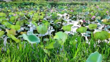 Renkli kırsal bölgelerde mevsimlik tarım, nilüfer çiçeği fidanlığı, kötü hava şartları için bir su bitkisi, güzel nilüfer göleti Vietnam köyünde sakin bir sahne oluşturdu.