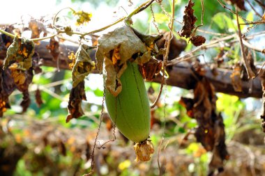 Küçük göletli bir bahçe, uzun süren kurak mevsimde kurak hale gelir, iklim değişikliğinin tarım üzerindeki etkileri, su kıtlığı tarımda çiftçilik sorunları yaratır