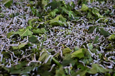 close-up silkworm larvae on fresh mulberry leaves. The small, white larvae with dark heads are feeding on vibrant green leaves, silkworm farming is  popular in Lam Dong clipart