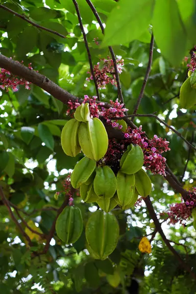 stock image a starfruit tree branch laden with green fruits, pink and purple blossoms on lush green foliage in garden. The natural light highlights the vibrant colors and textures, evoking abundance.