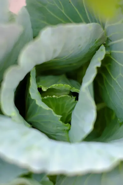 stock image A close-up of a green cabbage head, raw vegetable from rooftop garden