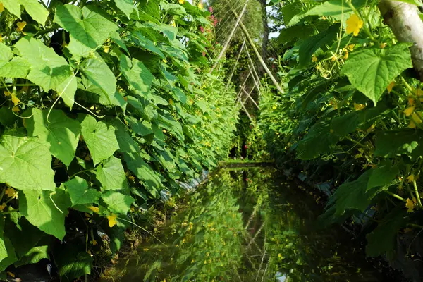 stock image vast field of healthy cucumber plants growing on a trellis system, with flowers and developing cucumbers, eco-friendly irrigation system by canal among beds make sustainable farming