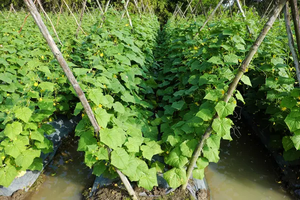 stock image vast field of healthy cucumber plants growing on a trellis system, with flowers and developing cucumbers, eco-friendly irrigation system by canal among beds make sustainable farming