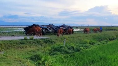 Vietnamlı çoban ve sığır sürüsü kırsal yolda yürüyor, Hue köyü sahnesi akşamları evcil hayvanlar ve nilüfer havuzuyla güzel Vietnam manzarası oluşturuyor.