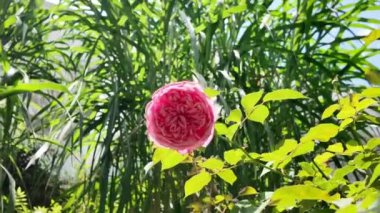 Çiçek açmış pembe güllerin yakın çekimi yemyeşil bir zemin, ılık güneş ışığı, narin güzelliklerini ve zarafetlerini doğal bir ortamda vurguluyor..