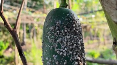 Bitki yaprak biti istilası, papaya meyvesi yüzeyinde yoğun beyaz mealybug 'lar, bu böcekler bitki özsuyu emerek pamuk balmumu hasarı veren bitkiler.