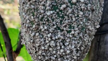 Bitki yaprak biti istilası, papaya meyvesi yüzeyinde yoğun beyaz mealybug 'lar, bu böcekler bitki özsuyu emerek pamuk balmumu hasarı veren bitkiler.