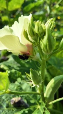 Bitki adı Okra Abelmoschus esculentus. Bahçedeki sağlıklı sebzelerin, organik bitkilerin çiçek açması için çiçek açan bir bitki.