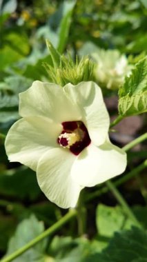 Bitki adı Okra Abelmoschus esculentus. Bahçedeki sağlıklı sebzelerin, organik bitkilerin çiçek açması için çiçek açan bir bitki.