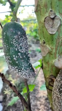 Bitki yaprak biti istilası, papaya meyvesi yüzeyinde yoğun beyaz mealybug 'lar, bu böcekler bitki özsuyu emerek pamuk balmumu hasarı veren bitkiler.