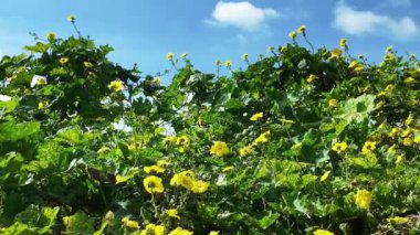 Güzel luffa ağacı sarmaşıkta canlı sarı çiçek, tarım bahçesinde kabak kabağı tırmanması, Mekong Deltası, Vietnam