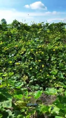 Güzel luffa ağacı sarmaşıkta canlı sarı çiçek, tarım bahçesinde kabak kabağı tırmanması, Mekong Deltası, Vietnam
