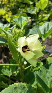 Bitki adı Okra Abelmoschus esculentus. Bahçedeki sağlıklı sebzelerin, organik bitkilerin çiçek açması için çiçek açan bir bitki.