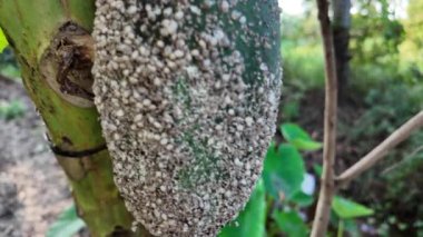 Bitki yaprak biti istilası, papaya meyvesi yüzeyinde yoğun beyaz mealybug 'lar, bu böcekler bitki özsuyu emerek pamuk balmumu hasarı veren bitkiler.