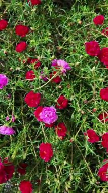 Güzel portulaca çiçeği rengarenk çiçek, aynı zamanda kaya gülü, güneş gülü, yosun gülü, sulu bir bitki türü.